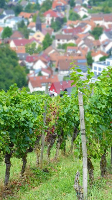 Urlaub machen und erholen im Gasthof zur Traube in Bühl-Eisental / Baden